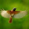Rehek zahradni - Phoenicurus phoenicurus - Common Redstart s7632